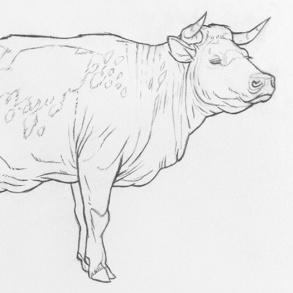 Pencil drawing of a cow