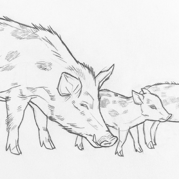 Pencil drawing of a sow with piglets