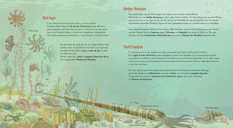 Michelinoceras, Chemnitzia, Triassic, Triassico